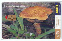 Télécarte TC 160 A Dans Son Blister, Champignon Uruguay, Gymnopilus Spectabilis Champignons Mushroom Setas Pilze - Other & Unclassified