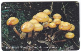 Télécarte De Jersey, Champignon Mushroom Setas Champignons Pilze - Autres & Non Classés