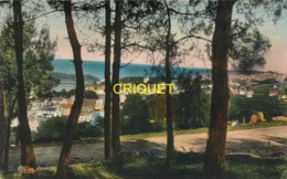 Delcampe - 29 Tréboul, Les Villas à Travers Les Pins, Carte Colorisée - Tréboul