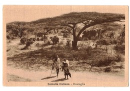 Delcampe - SOMALIA ITALIANA - BOSCAGLIA - Somalia