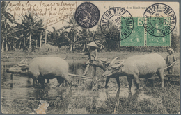 Französisch-Indochina: 1906. Picturre Post Card Of 'Labourage Des Rizieres Par Les Buffalos' Address - Covers & Documents