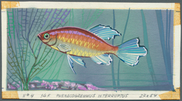 Thematik: Tiere-Fische / Animals-fishes: 1967, Burundi. Artist's Drawing For The 14fr Value Of The T - Fishes
