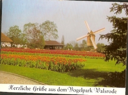 Germany & Walsrode Lueneburger Heide Tulpenbluete Vogelpark, Windmuehle Walsrode, Dörverden, Vleteren Belgium 1979 (9) - Walsrode