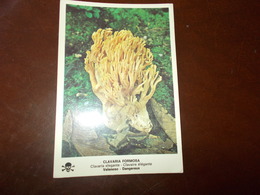 B713   Clavaria Formosa Non Viaggiata Presenza Leggera Piega - Mushrooms
