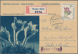 Thematik: Flora, Botanik / Flora, Botany, Bloom: 1900/1980 (ca.), Comprehensive Holding Of Mainly Co - Autres & Non Classés