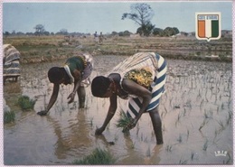Delcampe - CPM - REPIQUAGE DU RIZ A KHOROGO - Edition Agence Ivoirienne Hachette - Elfenbeinküste