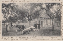 Delcampe - Agriculture - Fermes - Elevage - Normandie - Cormeilles - 1903 - Bauernhöfe