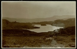 Ref 1267 - Judges Real Photo Postcard - Sheep At Lake Elsi - Caernarvon Wales - Caernarvonshire