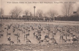 Delcampe - Wild Canada Geese On Jack Miner's Bird Sanctuary - Kingsville Near Windsor - Windsor