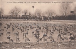 Wild Canada Geese On Jack Miner's Bird Sanctuary - Kingsville Near Windsor - Windsor