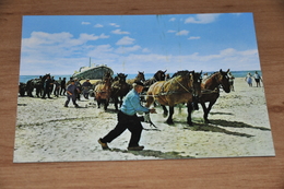 7507-  AMELAND, HOLLUM, REDDINGSBOOT / HORSE, HORSES, PAARDEN, PFERDE, CHEVAUX, CABALLOS - Ameland