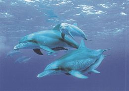 Cp , ANIMAUX , Grand Dauphin De L'Indo-Pacifique - Delfines