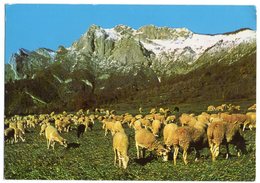 Delcampe - CPM   31    SAINT BEAT   PATURAGE AU PIED DU PIC DU GAR      TROUPEAU DE MOUTONS - Bauern