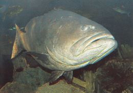 Cp , ANIMAUX , Loche Géante - Poissons Et Crustacés