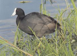 Cp , ANIMAUX , Foulques Des Caraïbes - Pájaros