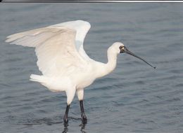 Cp , ANIMAUX , Petite Spatule     WWWF VOIR DESCRIPTION ET SCANNE - Oiseaux