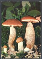 CPA PLANTS, MUSHROOMS - Paddestoelen