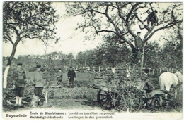 Ruiselede. Ruysselede. Ecole De Bienfaisance. Weldadigheidschool. Elèves Travaillant Au Potager. - Ruiselede