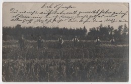 Carte Photo Germany Envoyée De Steglitz Champ De Fleurs Culture Agriculture - Flowers