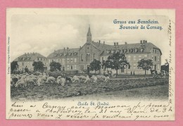 68 - GRUSS Aus SENNHEIM - CERNAY - Asile Saint André - Troupeau De Moutons - Cernay