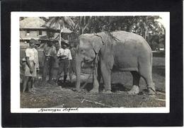 CPA Inde India Type Carte Photo RPPC éléphant Circulé - India