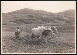 1930-1935 Kinszki Imre (1901-1945): Tabi Jóska. Vintage Fotó, Szerzői Pecséttel Jelzett, 12x17cm - Other & Unclassified