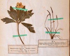 Wagner, Hermann: Phanerogamen-Herbarium. (Virágos Növények) Lieferung I-VIII. Komplett! Bielefeld 1856-1858.  August Hel - Unclassified