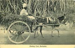 ANTILLES  BARBADES  Donkey Cart ( Angleinfdrt) - Barbades