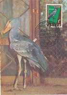 D36014 CARTE MAXIMUM CARD 1963 CONGO - BEC-EN-SABOT SHOEBILL CP ORIGINAL - Picotenazas & Aves Zancudas
