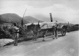 Delcampe - Ascain - Pays Basque - Sur La Route - Attelage De Boeufs - Ascain