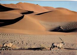 ZXN Namibia Kalahari Antilopen - Namibia