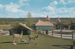 EDMONTON LLAMAS THE CHILDREN'S ZOO   AUTENTICA 100% - Edmonton