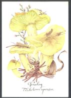 75767- MUSHROOMS, PLANTS - Pilze