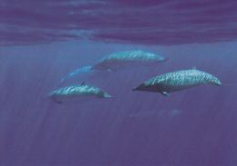 Cp , ANIMAUX , Mésoplodon De Blainville     WWWF VOIR DESCRIPTION ET SCANNE - Delfines