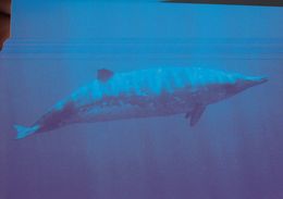 Cp , ANIMAUX , Mésoplodon De Blainville - Delfines