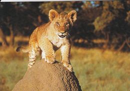 Cp , ANIMAUX , Lion Africain      WWWF VOIR DESCRIPTION ET SCANNE    LIONCEAU - Lions