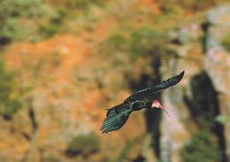 Cp , ANIMAUX , Ibis Du Cap    WWWF VOIR DESCRIPTION ET SCANNE - Vogels