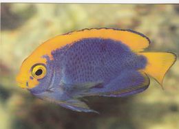 Cp , ANIMAUX , Poisson-ange Pygmée    VOIR DESCRIPTION ET SCANNE - Fish & Shellfish