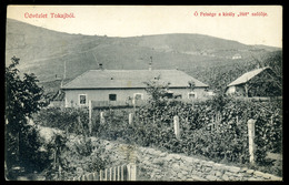 TOKAJ 1910. " Ő Felsége A Király "Hét" Szőlője"régi Képeslap  /  1910 The 7 Vineyards Of His Majesty  Vintage Pic. P.car - Hungary