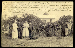 SÁRBOGÁRD 1904. Szőlő, Szüret, Fotós Képeslap  /  1904 Vineyards, Harvest, Photo Vintage Pic. P.card - Hongarije