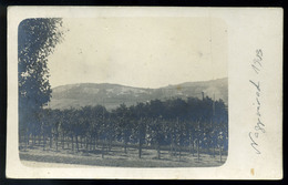 NAGYVÁRAD 1909. Szőlő , Fotós Képeslap  /  1909 Vineyards, Photo Vintage Pic. P.card - Hungary