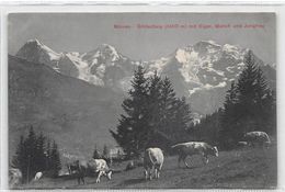 Mürren Grütschalp -  Kuhherde - Mürren