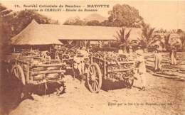 Mayotte / 44 - Domaine De Combani - Récolte Des Bananes - Mayotte