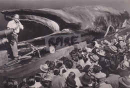 NORVEGE,NORWAY,TRONDHJEM,EXPOSITION DU PLUS GRAND ANIMAL DU MONDE,BALEINE JONAS,58000 KG,20 METRES,CARTE PHOTO - Norvège