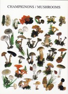 Carte Postale Champignon :divers Champignons Mushroom Setas Pilze - Champignons