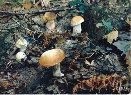 Carte Postale Champignon Cèpes Champignons Mushroom Setas Pilze - Champignons