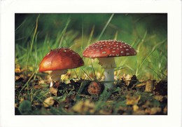 Carte Postale Champignon , Amanites Tue Mouche Champignons Mushroom Setas Pilze - Champignons