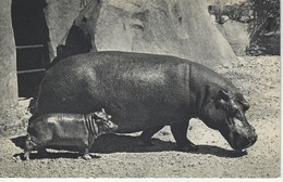 CPA ANIMAUX - HIPPOPOTAME Et SON PETIT ( Parc Zoologique Du Bois De Vincennes ) - Ippopotami