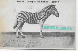 CPA - JardimZoológico De Lisboa - ZEBRA. - Cebras