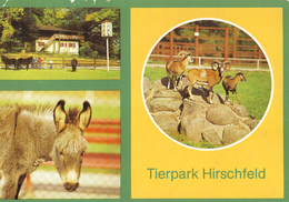 Tierpark Hirschfeld, Germany - Mouflon, Donkey, Pony - Zwickau